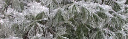 Ice on pine